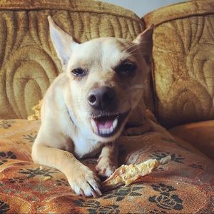 Meet your Posher, Molly